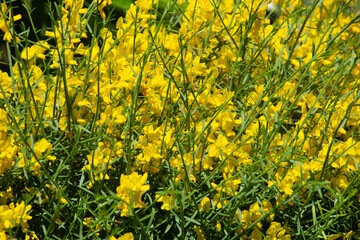 Yellow flowers of the spanish broom Mediterranean plant grows on sunny sites