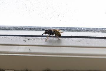bee trapped in house sitting on window sill