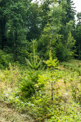Wiederaufforstung nach Kahlschlag im Mischwald