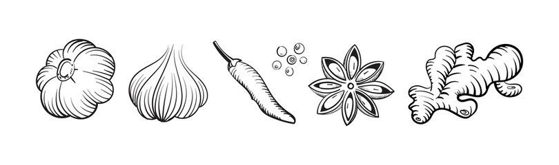Ginger garlic pepper star anise hot spices. Vector illustration.