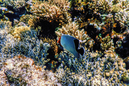 Hooded butterflyfish (Chaetodon larvatus) Coral fish, Tropical waters