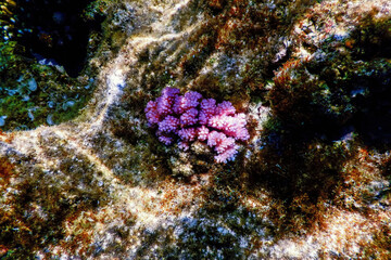 Hood coral, smooth cauliflower coral (Stylophora pistillata) Underwater - obrazy, fototapety, plakaty