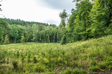 Wiederaufforstung nach Kahlschlag im Mischwald