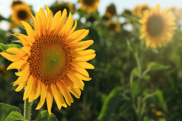 Sunflower growing in field outdoors, space for text