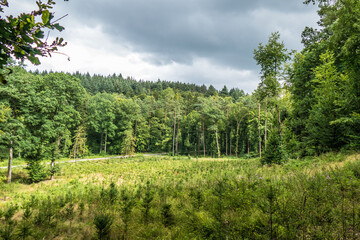 Wiederaufforstung nach Kahlschlag im Mischwald