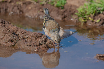 Common Chaffinch drinking water, Fringilla coelebs