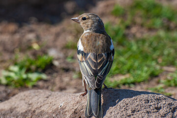 Common Chaffinch perched on a rock, Fringilla coelebs
