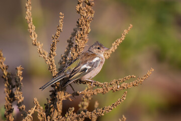 Common Chaffinch, Fringilla coelebs perched on a tree branch