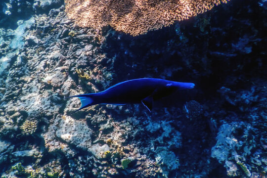 Blue Bird Wrasse (Gomphosus caeruleus) Coral fish, Tropical waters