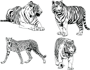 vector drawings sketches different predator , tigers lions cheetahs and leopards are drawn in ink by hand , objects with no background