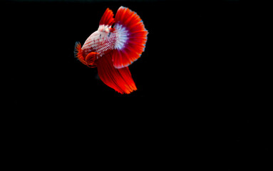 Blackground, marbled betta, red, white