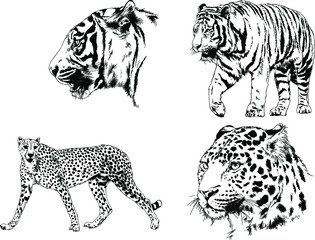 vector drawings sketches different predator , tigers lions cheetahs and leopards are drawn in ink by hand , objects with no background