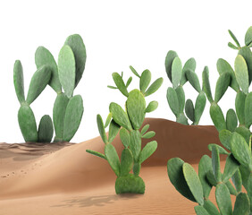 Beautiful big cactuses growing in sand on white background