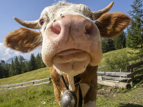 Cow Wet Nose Close Up Detail