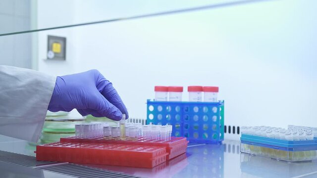 Scientist take out and examine small test tubes of medical samples before PCR testing