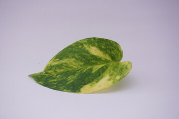 Close up Ivory betel leaf and some small leaves which are typical tropical plants and are very...