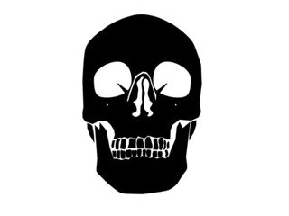 Anatomical Human Skull HD Vector Art