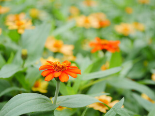百日草4 オレンジ