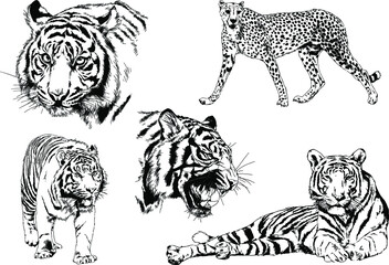 vector drawings sketches different predator , tigers lions cheetahs and leopards are drawn in ink by hand , objects with no background