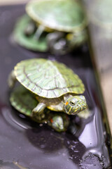 Obraz premium Red-eared sliders in the terrarium, macro