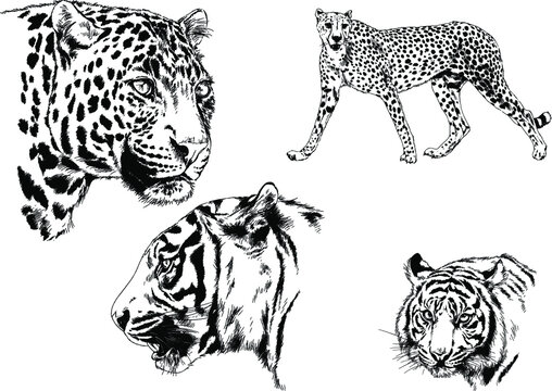 vector drawings sketches different predator , tigers lions cheetahs and leopards are drawn in ink by hand , objects with no background