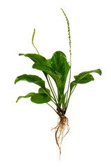 Greater Plantain (Plantago major or Soldier s Herb) on a white background