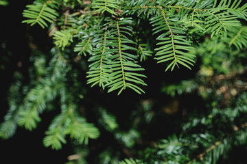 Yew poisonous foliage detail