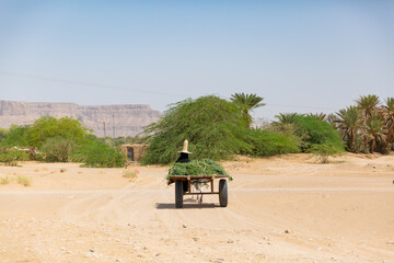Fototapeta na wymiar a woman farmer carrying crops with cart on the field in hadramaut, yemen