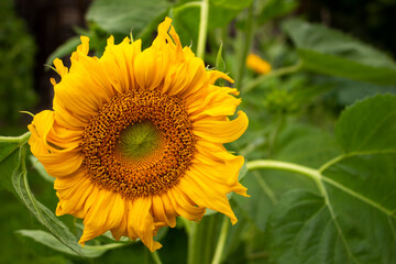 sunflower in the field