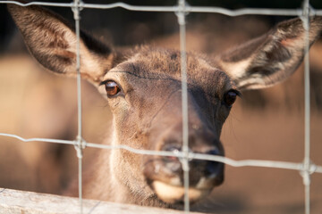 A female deer behind a wire mesh. Close-up. Selective focus.