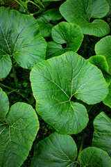 green leaves background