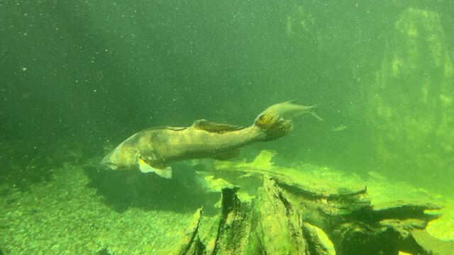 Zander, Sander lucioperca, swims in water illuminated by sunrays. Big fish predator in habitat. Flock of fish in freshwater lake. Underwater wildlife. Nature in Europe. Also known as pikeperch.