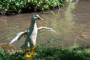 a white goose with bright orange paws on the shore of the lake flapped its wings