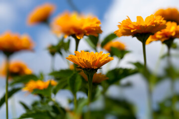 yellow-orange flowers in the summer