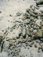 Variegated lizardfish (Synodus variegatus) Underwater