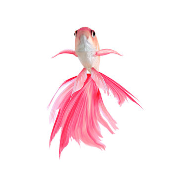 Beautiful Colorful Betta Fish On White Background