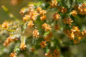 杉・花粉・花粉症