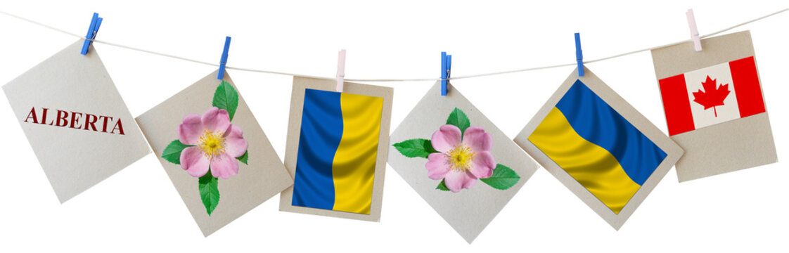Holiday picture cards with Wild rose flower which is floral emblem of Alberta province. Canada and Ukraine National flags. Ukrainian Canadian Heritage day. Cards hanging on a rope. Isolated on white