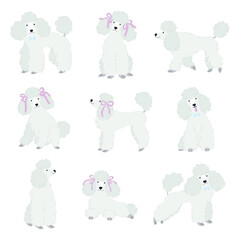 Vector set with cute poodles.