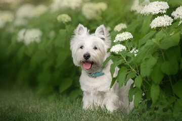 Little cute West Highland White Terrier on sunrise in a park and forest