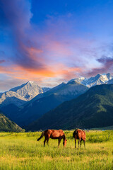 Two horses on a summer pasture.Beautiful grassland scenery.