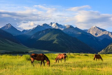 Fototapeta na wymiar Three horses on a summer pasture.Beautiful grassland scenery.