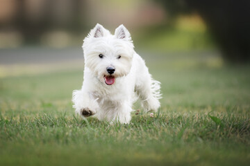 Little cute West Highland White Terrier on sunrise in a park and forest