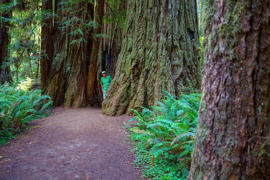 Big cedar trees