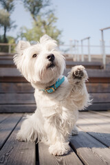 Little cute West Highland White Terrier on sunrise in a park and forest