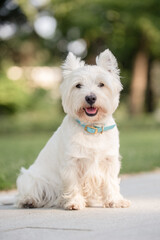 Little cute West Highland White Terrier on sunrise in a park and forest