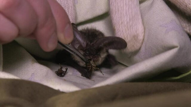 An unrecognizable hand feeds a bat with insects from tweezers. Bats rescue