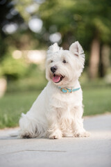 Little cute West Highland White Terrier on sunrise in a park and forest