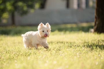 Fototapeta na wymiar Little cute West Highland White Terrier on sunrise in a park and forest