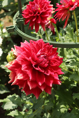 ダリア 花 ピンク  鮮やか　花束 幻想的 綺麗 美しい 上品 大輪 かわいい 晴れ 落ち着いた